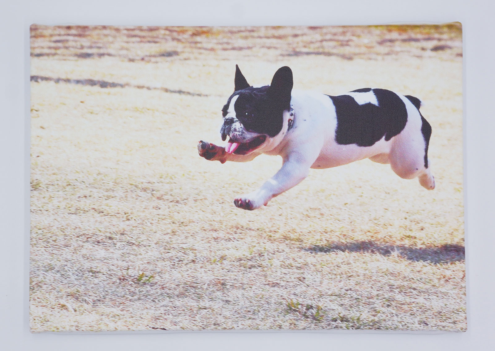 ペッツファーストオリジナルグッズ専門ショップ P’s-Goods & Gifts